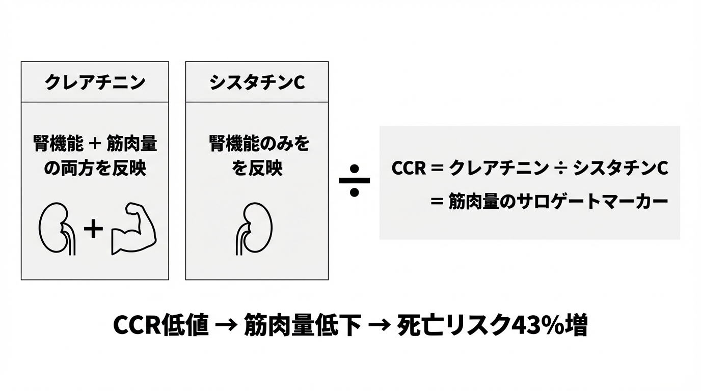 CCR = クレアチニン ÷ シスタチンC = 筋肉量のサロゲートマーカー